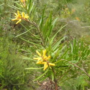 Persoonia linearis at Wingecarribee Local Government Area - 10 Feb 2024