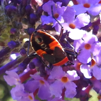 Dindymus versicolor (Harlequin Bug) at Lions Youth Haven - Westwood Farm - 11 Feb 2024 by HelenCross