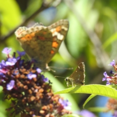 Dispar compacta (Barred Skipper) at Lions Youth Haven - Westwood Farm - 11 Feb 2024 by HelenCross