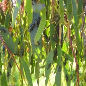 Chauliognathus lugubris at Lions Youth Haven - Westwood Farm A.C.T. - 12 Feb 2024 04:17 PM