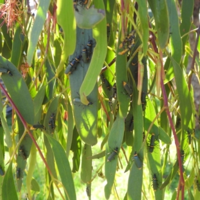 Chauliognathus lugubris (Plague Soldier Beetle) at Lions Youth Haven - Westwood Farm A.C.T. - 12 Feb 2024 by HelenCross