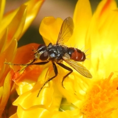 Cylindromyia sp. (genus) (Bristle fly) at Acton, ACT - 13 Feb 2024 by HelenCross