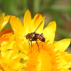 Cylindromyia sp. (genus) at ANBG - 13 Feb 2024