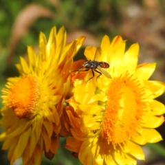 Cylindromyia sp. (genus) at ANBG - 13 Feb 2024