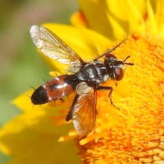 Cylindromyia sp. (genus) at ANBG - 13 Feb 2024