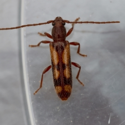 Cerambycidae (family) at Broulee Moruya Nature Observation Area - 14 Feb 2024 by LisaH