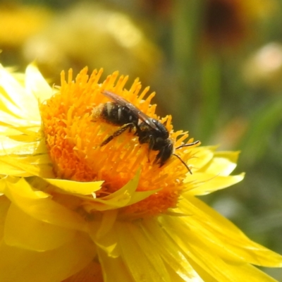 Lipotriches (Austronomia) ferricauda (Halictid bee) at Acton, ACT - 13 Feb 2024 by HelenCross