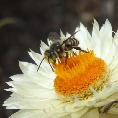 Megachile (Eutricharaea) macularis (Leafcutter bee, Megachilid bee) at ANBG - 13 Feb 2024 by HelenCross
