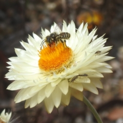 Megachile (Eutricharaea) macularis at ANBG - 13 Feb 2024