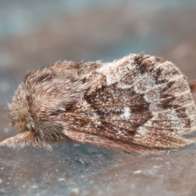 Pernattia pusilla (She-Oak Moth) at Moruya, NSW - 14 Feb 2024 by LisaH