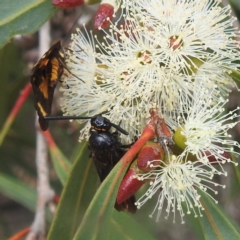 Scolia (Discolia) verticalis (Yellow-headed hairy flower wasp) at ANBG - 13 Feb 2024 by HelenCross