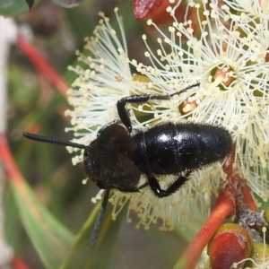 Scolia (Discolia) verticalis at ANBG - 13 Feb 2024