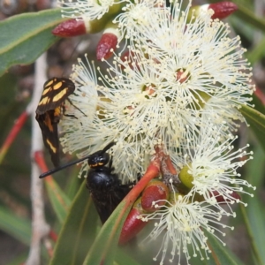 Scolia (Discolia) verticalis at ANBG - 13 Feb 2024