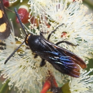 Scolia (Discolia) verticalis at ANBG - 13 Feb 2024