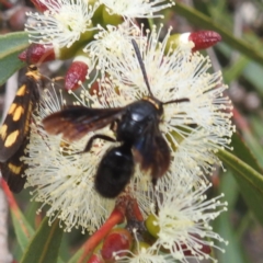 Scolia (Discolia) verticalis at ANBG - 13 Feb 2024