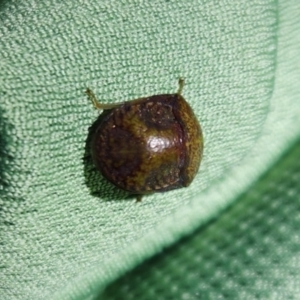 Solenotichus circuliferus at Macquarie, ACT - 14 Feb 2024