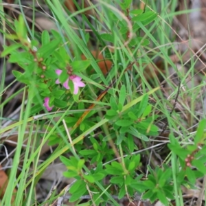 Crowea exalata subsp. exalata at Moruya, NSW - suppressed