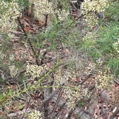 Cassinia quinquefaria (Rosemary Cassinia) at Yarralumla, ACT - 14 Feb 2024 by EmmaCollins