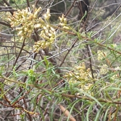 Cassinia quinquefaria at Stirling Park (STP) - 14 Feb 2024 11:36 AM