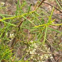 Cassinia quinquefaria at Stirling Park (STP) - 14 Feb 2024 11:36 AM