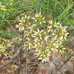 Cassinia quinquefaria at Stirling Park (STP) - 14 Feb 2024