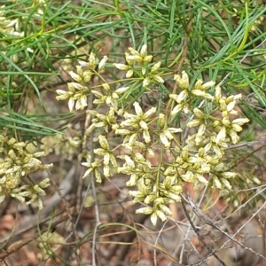 Cassinia quinquefaria at Stirling Park (STP) - 14 Feb 2024