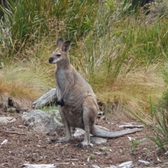 Notamacropus rufogriseus (Red-necked Wallaby) at Namadgi National Park - 11 Feb 2024 by jmcleod