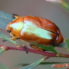 Anoplognathus sp. (genus) at Moruya, NSW - 14 Feb 2024 by LisaH