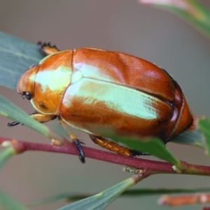 Anoplognathus sp. (genus) at Moruya, NSW - suppressed