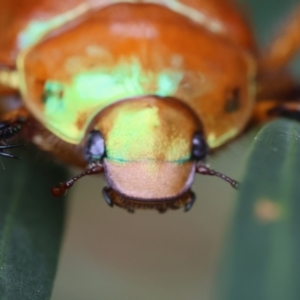 Anoplognathus sp. (genus) at Moruya, NSW - suppressed