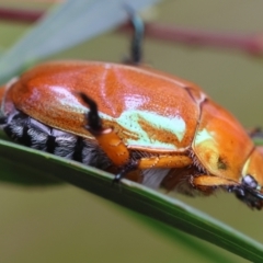 Anoplognathus sp. (genus) at Moruya, NSW - suppressed