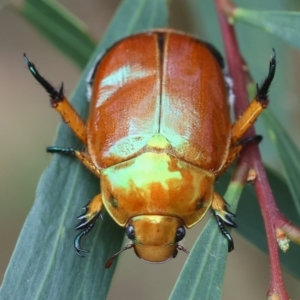 Anoplognathus sp. (genus) at Moruya, NSW - suppressed