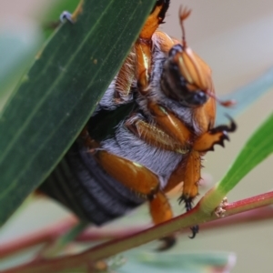 Anoplognathus sp. (genus) at Moruya, NSW - suppressed