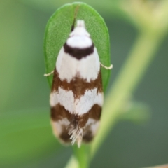 Isomoralla gephyrota (A Concealer moth) at Moruya, NSW - 14 Feb 2024 by LisaH