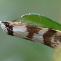 Isomoralla gephyrota at Moruya, NSW - 14 Feb 2024