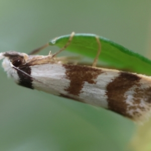 Isomoralla gephyrota at Moruya, NSW - 14 Feb 2024