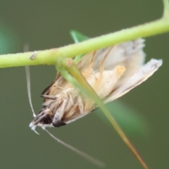 Isomoralla gephyrota at Moruya, NSW - 14 Feb 2024