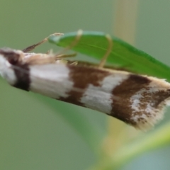 Isomoralla gephyrota at Moruya, NSW - 14 Feb 2024