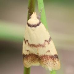 Heteroteucha anthodora (A Concealer moth) at Moruya, NSW - 14 Feb 2024 by LisaH