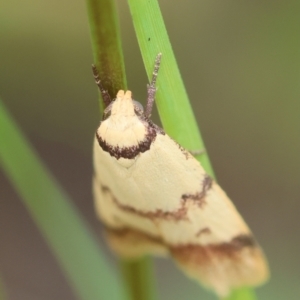 Heteroteucha anthodora at suppressed - 14 Feb 2024