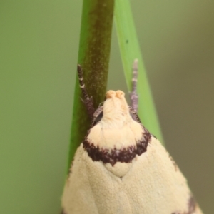 Heteroteucha anthodora at suppressed - 14 Feb 2024