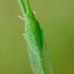 Fulgoroidea (superfamily) (Unidentified fulgoroid planthopper) at Moruya, NSW - 14 Feb 2024 by LisaH