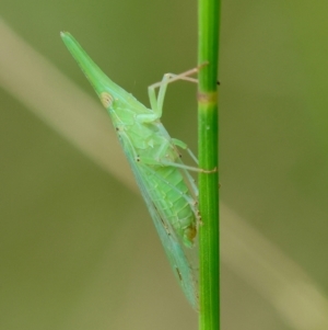 Fulgoroidea sp. (superfamily) at Moruya, NSW - suppressed