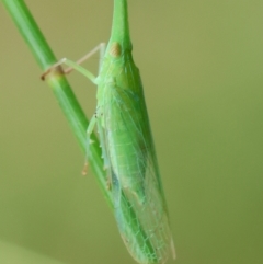 Fulgoroidea sp. (superfamily) at Moruya, NSW - suppressed