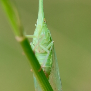 Fulgoroidea sp. (superfamily) at Moruya, NSW - suppressed