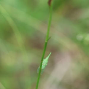 Fulgoroidea sp. (superfamily) at Moruya, NSW - suppressed