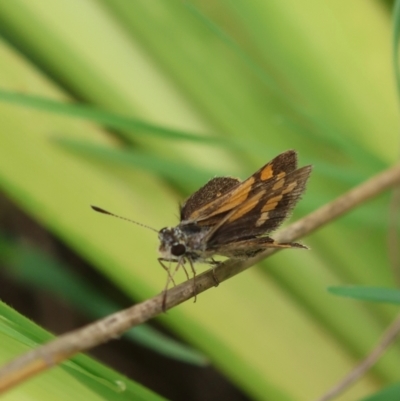 Ocybadistes walkeri (Green Grass-dart) at Moruya, NSW - 14 Feb 2024 by LisaH