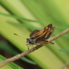 Ocybadistes walkeri at Moruya, NSW - suppressed
