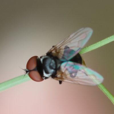 Diptera (order) at Moruya, NSW - 14 Feb 2024 by LisaH
