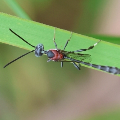 Unidentified Parasitic wasp (numerous families) at Moruya, NSW - 14 Feb 2024 by LisaH